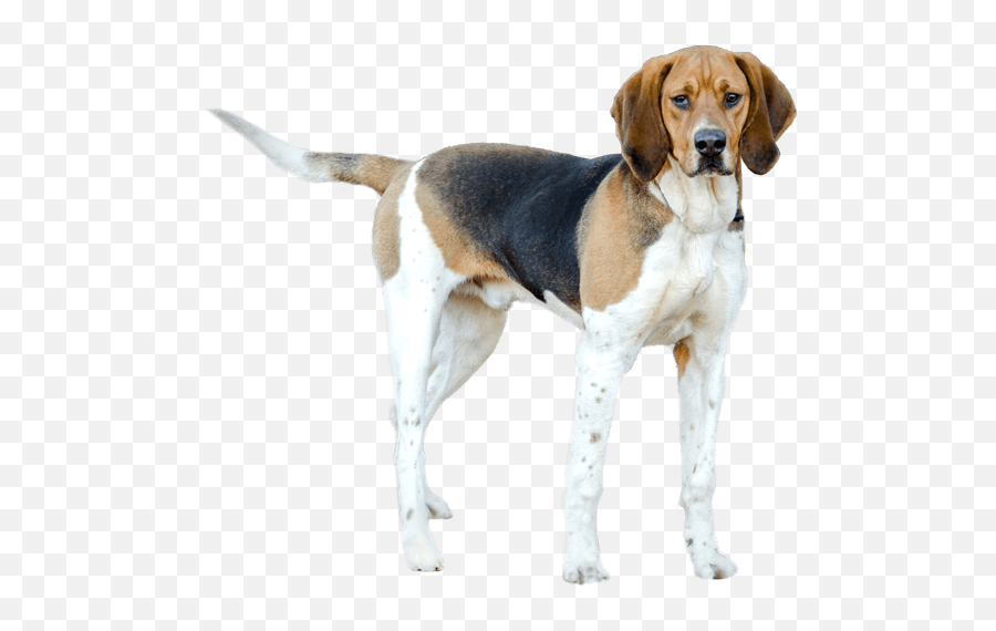 Treeing Walker Coonhound - Treeing Walker Coonhound Shedding Emoji,Beagle Puppy Emotions