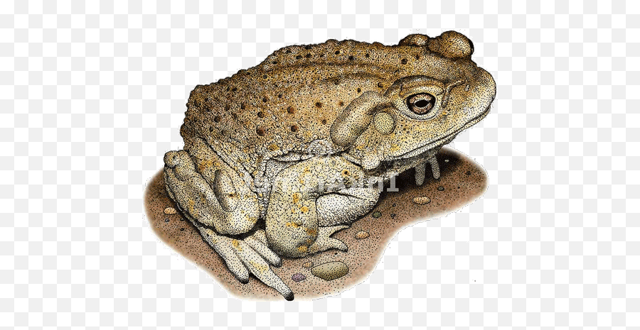 Frog And Toad - Toad Emoji,Spadefoot Toad Emotion