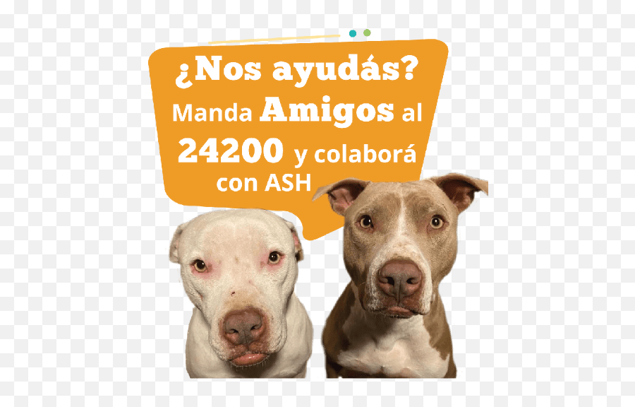 Ash Sms - Collar Emoji,Pit Bull Emoji
