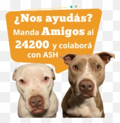 Ash Sms - Collar Emoji,Pit Bull Emoji