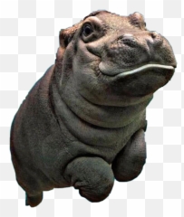 Hippo Petsandanimals Sticker - Big Emoji,Hippopotamus Emoji
