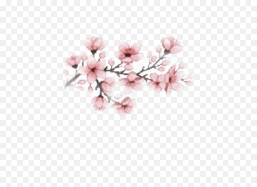 Flower Cherry Blossom Sticker By Claragrd - Cherry Blossom Png Gif Emoji,Cherry Blossom Emoji