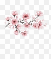 Flower Cherry Blossom Sticker By Claragrd - Cherry Blossom Png Gif Emoji,Cherry Blossom Emoji