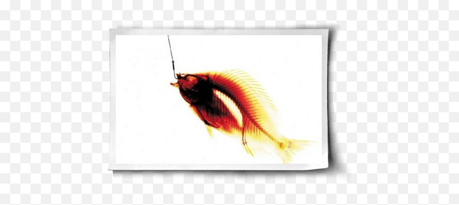 Do Fish Feel Pain - Aquarium Fish Emoji,The Expression Of The Emotions In Man And Animals
