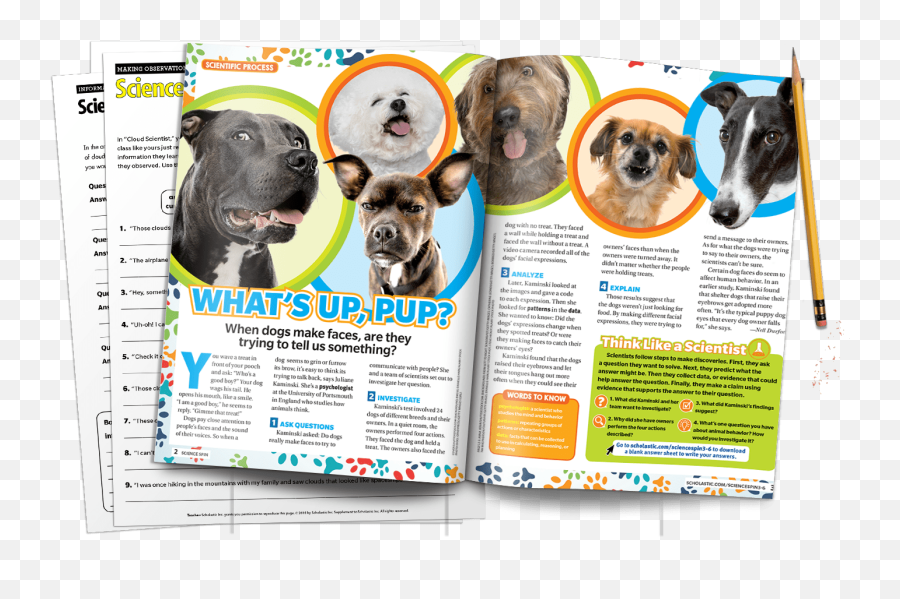 Science Spin 3 - Magazines Dog Add Transparent Emoji,Scholastic News + Animal Emotions 2014