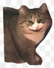 Funny Cats Memes Stickers Wastickerapps - Domestic Cat Emoji,Ridiculous Cat Emojis Free Android