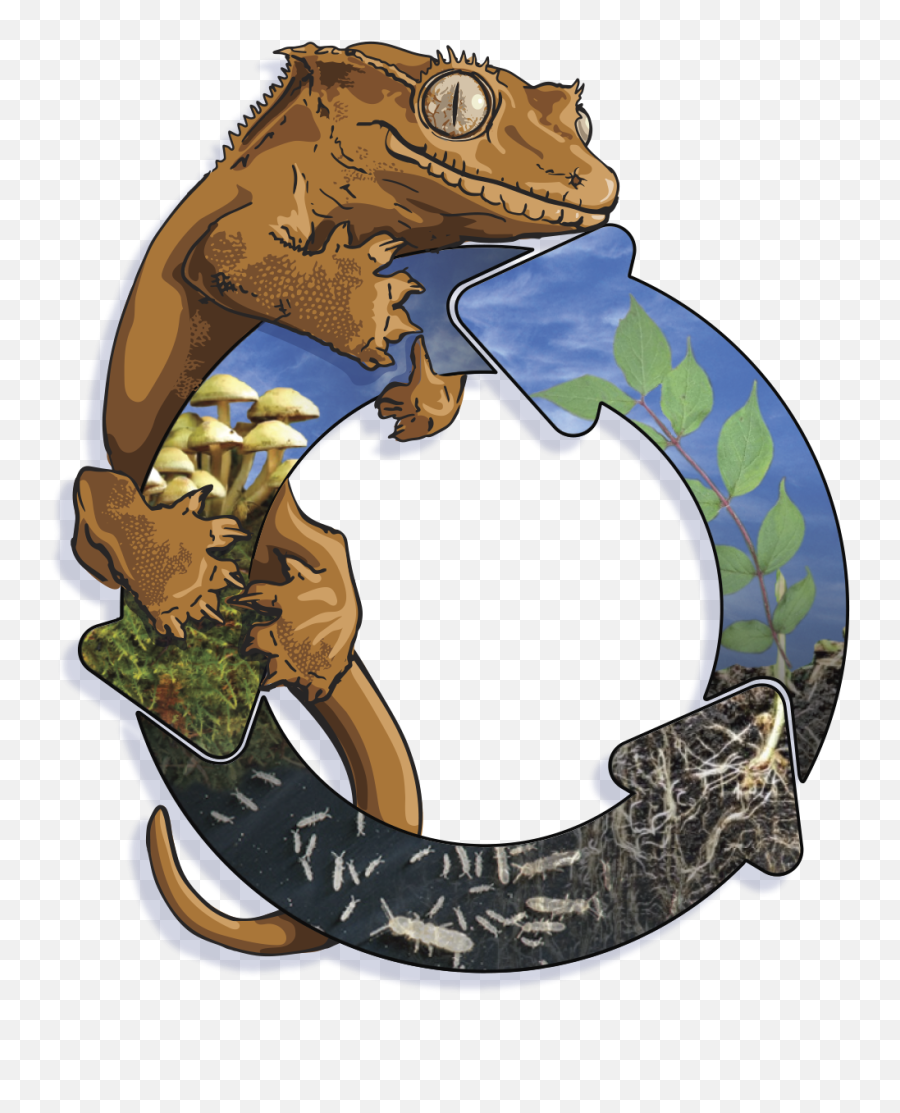 Complete Bioactive Habitat Kit For - Toad Emoji,What Does Color Say About Crested Geckos Emotion