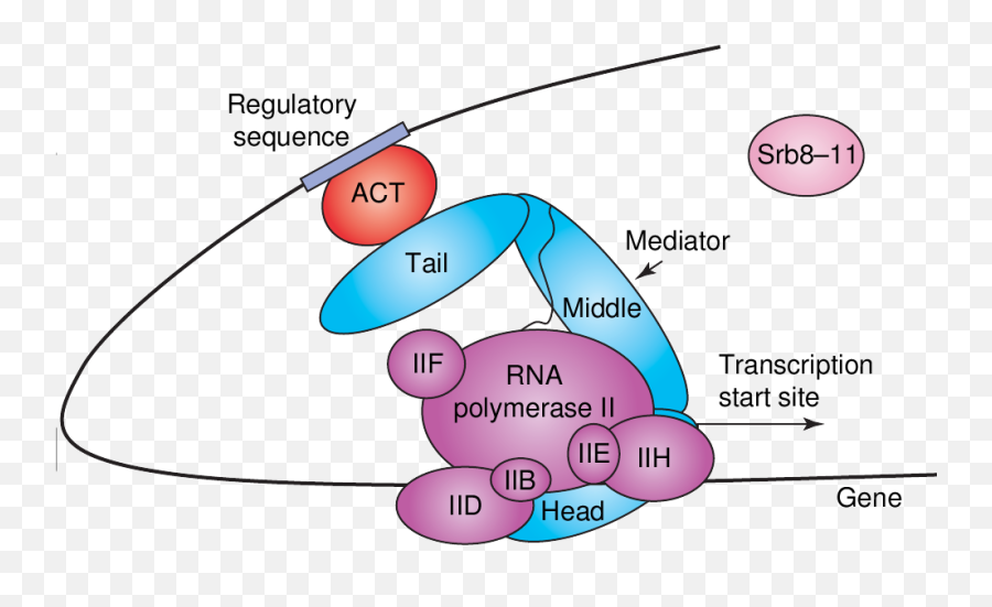 Thesisrevised30novokt07 - Coactivador Transcripcional Emoji,Zhang Emotion Spr