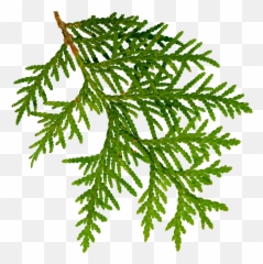 Cedarwood White Cedar Northern White Cedar Cedar Emoji,Kae 200% Mixed Juice Emoticon