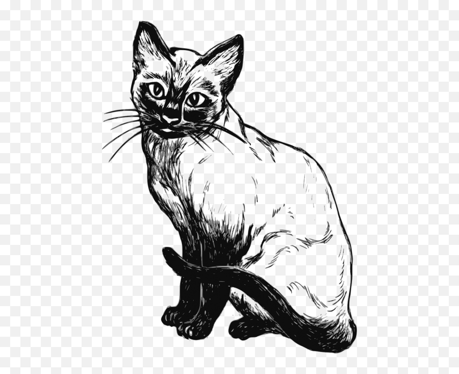 Siamesecathandlovewoman - Free Image From Needpixcom Emoji,Siamese Cat Emojis