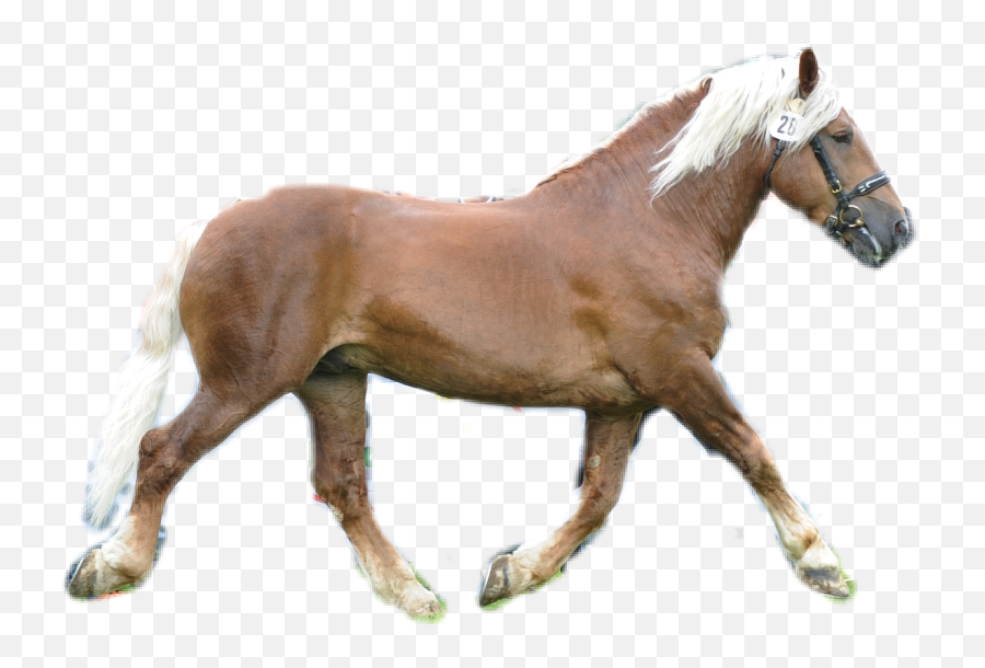 Noriker Pinzgauer Horse Pferd Hengst - Halter Emoji,Horse Emoji App