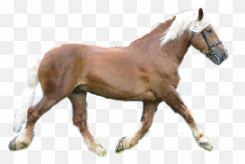 Noriker Pinzgauer Horse Pferd Hengst - Halter Emoji,Horse Emoji App