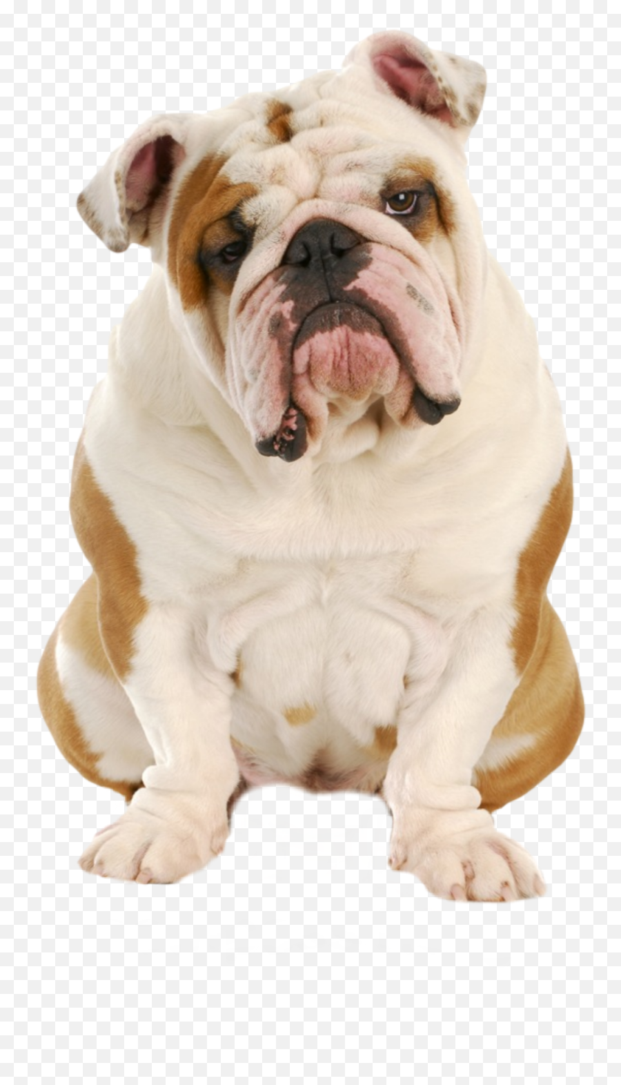 The Most Edited - Ful Bulldog Emoji,Georgia Bulldog Emoji