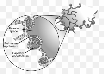 Pulmonary System Springer Publishing - Language Emoji,Emotion Nitro Cross