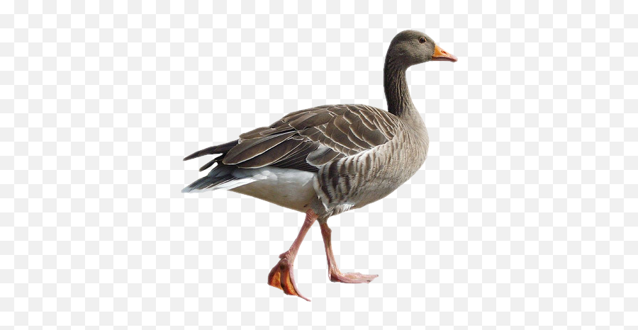 Goose Sticker - Greylag Goose Emoji,Goose Emoji