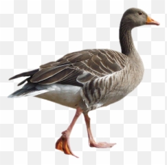 Goose Sticker - Greylag Goose Emoji,Goose Emoji