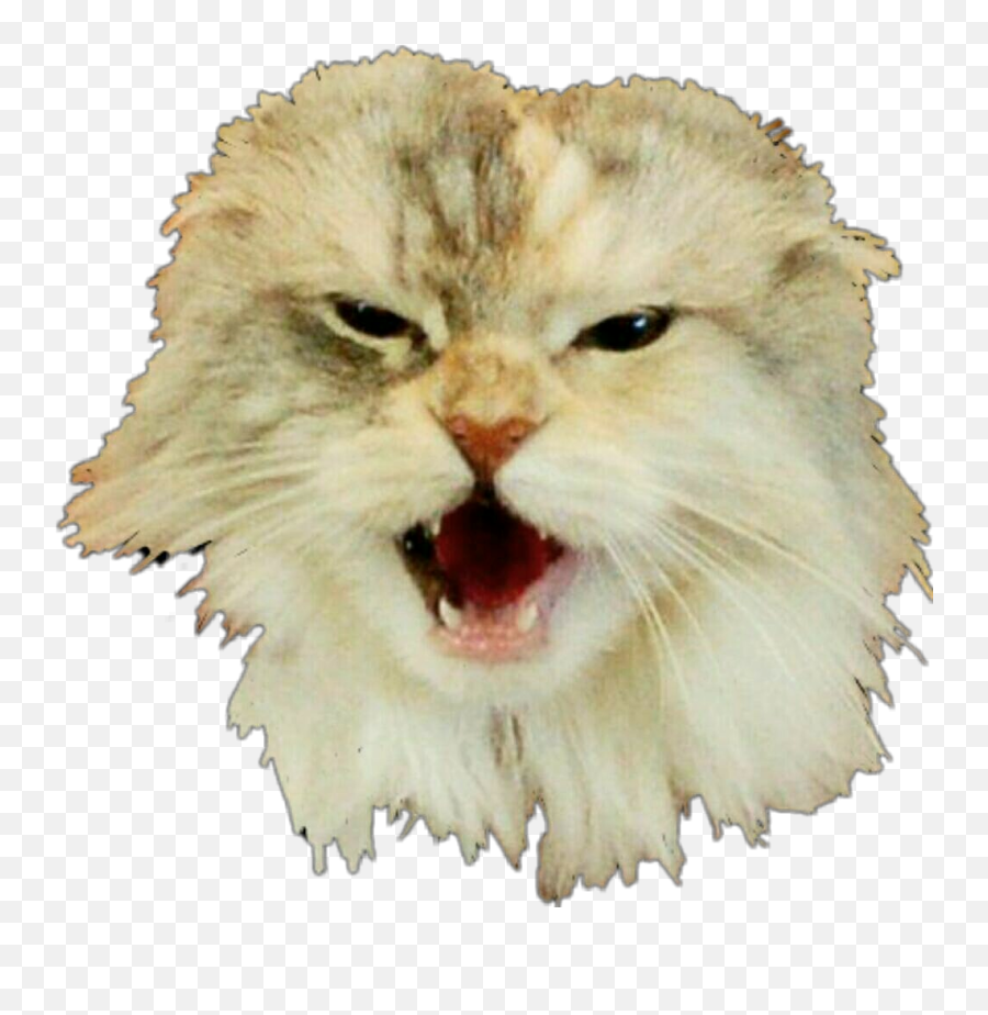 Cat Maine Chenoa Coon Sticker - Soft Emoji,Coon Emoji