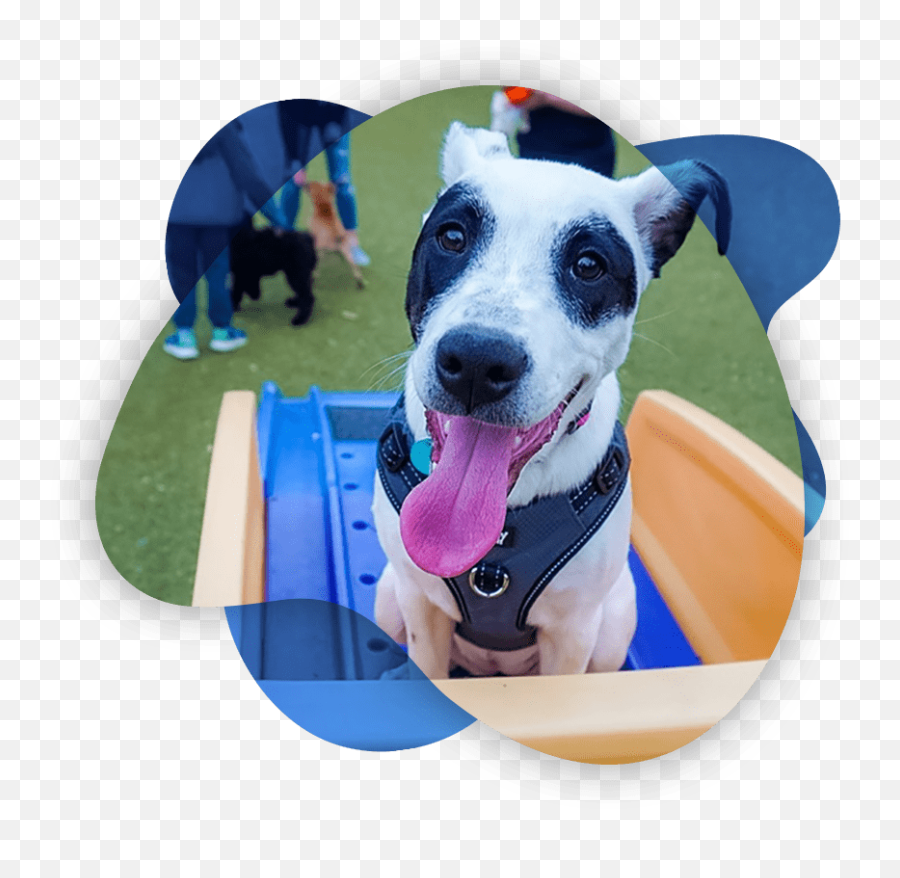 Professional Dog Training In Columbus Ohio Reale Dog Training - Martingale Emoji,Emotions Pet Copywriter