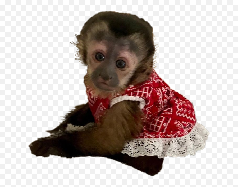 Discover Trending Monkey Stickers Picsart - Dog Clothes Emoji,Emotions Of A White-faced Capuchin Monkey