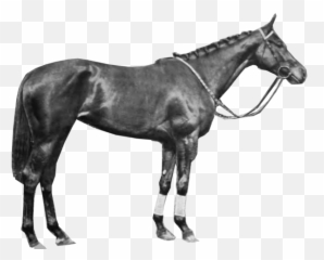 Vaucluse - Halter Emoji,Horse Emotions Printable Encyclopedia
