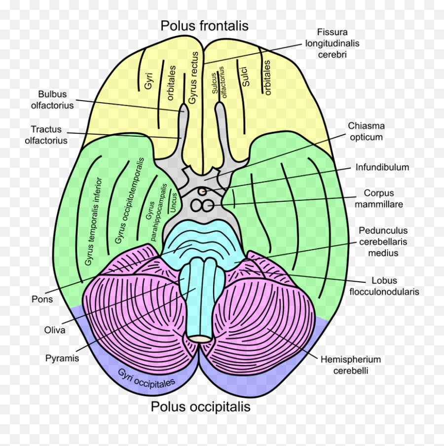 200 Brain Stuff Ideas Brain Brain Art Brain Anatomy Emoji,Paralimbic Emotions