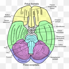 200 Brain Stuff Ideas Brain Brain Art Brain Anatomy Emoji,Paralimbic Emotions