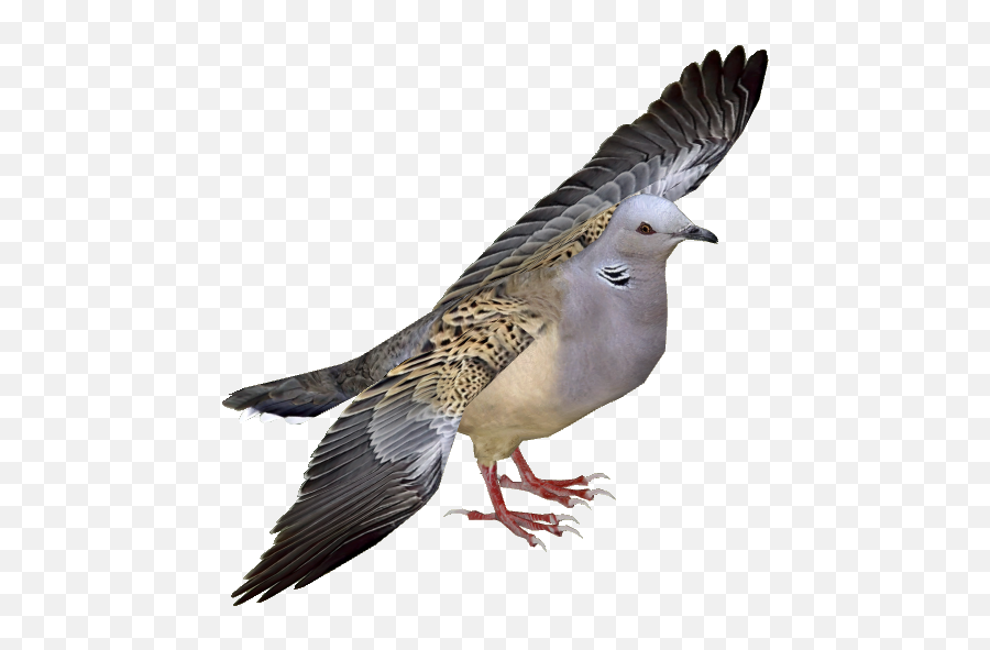 European Turtle Dove Png Free - Turtle Dove Png Emoji,Turtle Bird Emoji