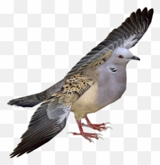European Turtle Dove Png Free - Turtle Dove Png Emoji,Turtle Bird Emoji