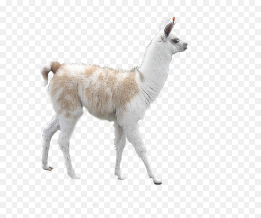 Free Transparent Llama Png Download - Llama Emoji,Alpaca Emoticon