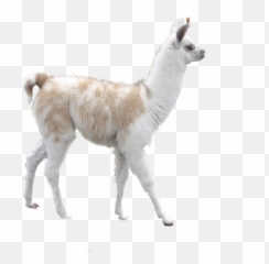 Free Transparent Llama Png Download - Llama Emoji,Alpaca Emoticon