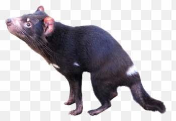 Free Tasmanian Devil Cliparts Download - Real Tasmanian Devil Png Emoji,Tasmanian Devil Emoji