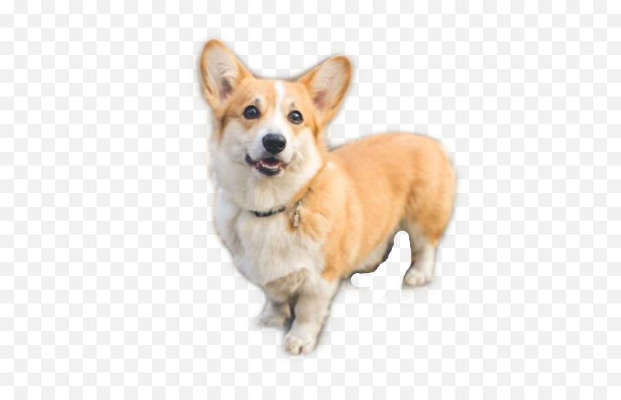 Corgi Love Cute Animal Dog Sticker - Famous Dog Breeds Emoji,Corgi Emoji