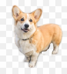 Corgi Love Cute Animal Dog Sticker - Famous Dog Breeds Emoji,Corgi Emoji