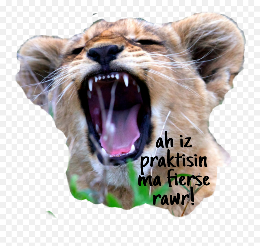 Littleleo Fierce Lion Cub Roar Rawr Sticker By Shadow - Photo Caption Emoji,Roar Emoji