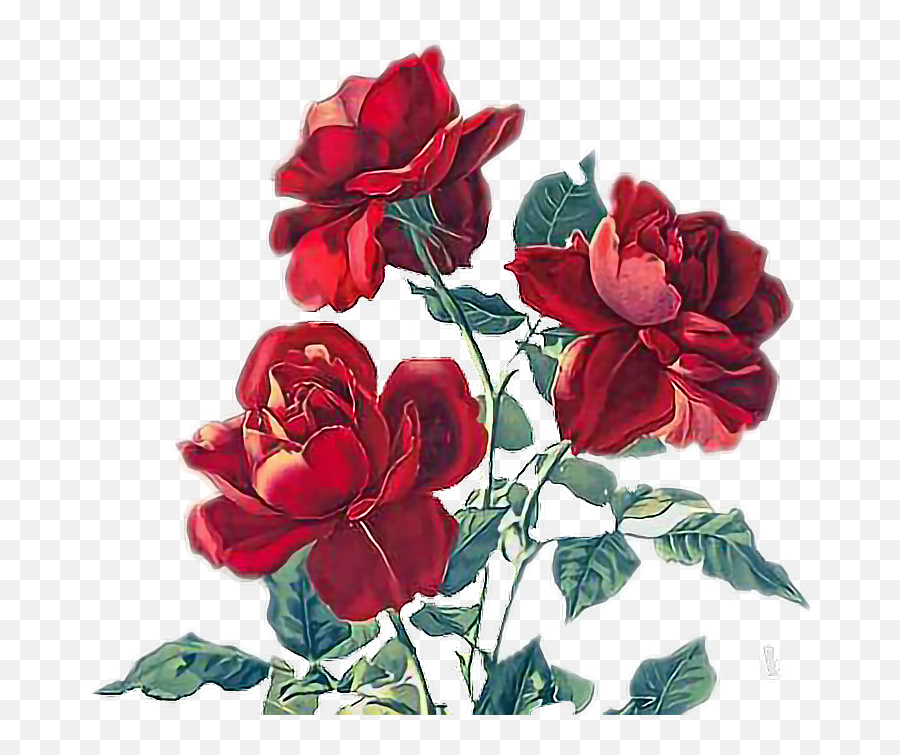 Rose Roses Red Flowers Sticker By Beyza - Red Roses Art Emoji,Red Flowers Emoji