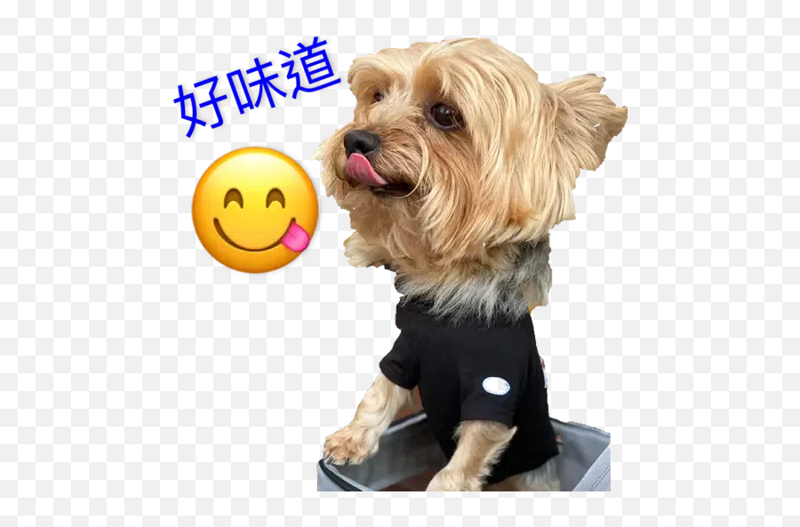 Bagel Whatsapp Stickers - Stickers Cloud Dog Clothes Emoji,Hangul Emoticons