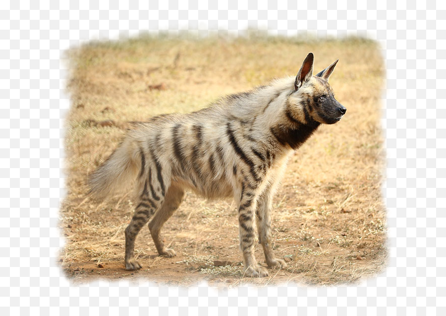 Reptiles Others - Striped Hyena Emoji,African Wild Dog Ears Emotions