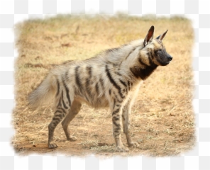 Reptiles Others - Striped Hyena Emoji,African Wild Dog Ears Emotions