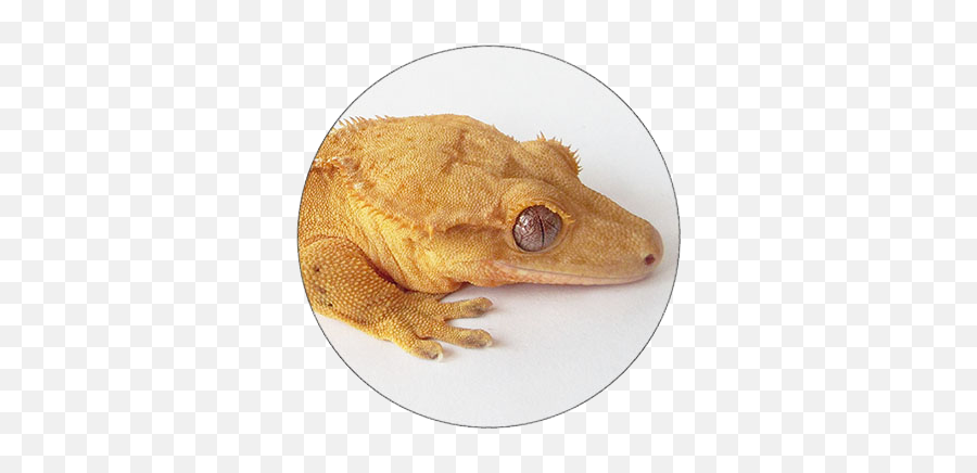Katts Kritters - Crested Gecko Emoji,What Does Color Say About Crested Geckos Emotion
