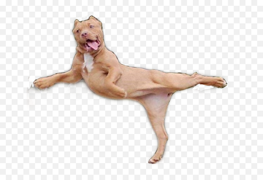 The Most Edited - Dog Jump Png Emoji,Vizsla Emoji