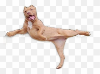 The Most Edited - Dog Jump Png Emoji,Vizsla Emoji
