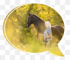 About Nicole Nicole Begley Emoji,Apple Emotion Support Horse Plane