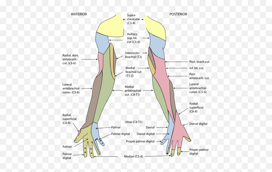 True Learn U0026 Du0027souza Anesthesiology Ite Study Questions Emoji,Peope With Spinal Cord Injury ___ On The Spine Report ____ Intense Experiences Of Emotion