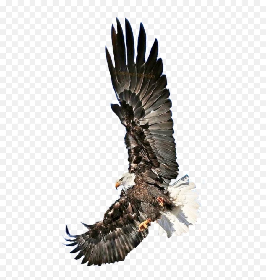 falcon-falcons-eagle-eagles-sky-fly-bald-eagle-emoji-falcons-emoji