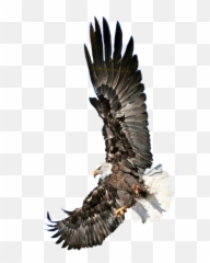 Falcon Falcons Eagle Eagles Sky Fly - Bald Eagle Emoji,Falcons Emoji