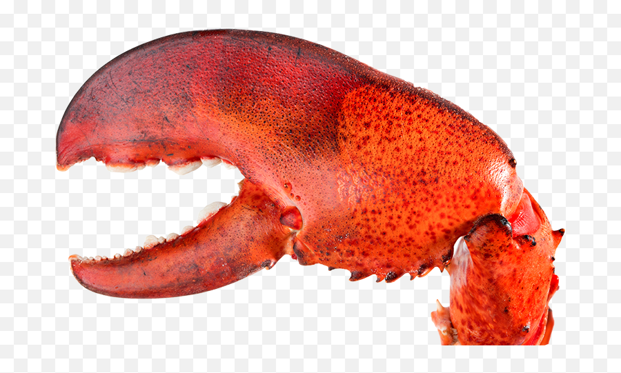 Contact Us Crazy Fresh Lobsters Emoji,Claw Emoji