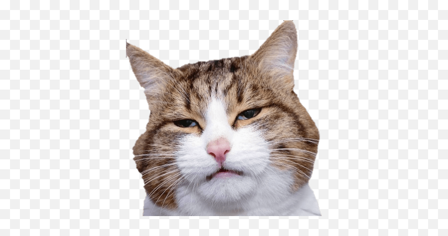 The Best 26 Discord Cute Cat Emoji Gif - Cat Discord Emoji Transparent,Garfield Emojis For Android