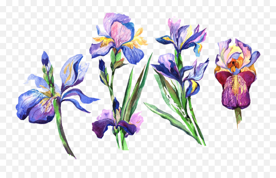 Discover Trending Iris Stickers Picsart - Iris Flower Watercolor Png Emoji,Northern Ireland Flag Emoji