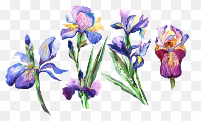 Discover Trending Iris Stickers Picsart - Iris Flower Watercolor Png Emoji,Northern Ireland Flag Emoji