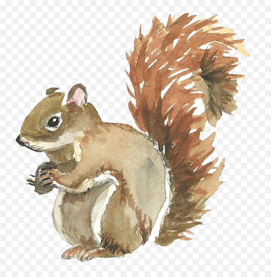 Squirrel Watercolor Painting - Cute Squirrel Png Download Emoji,Emotions Chipmunk
